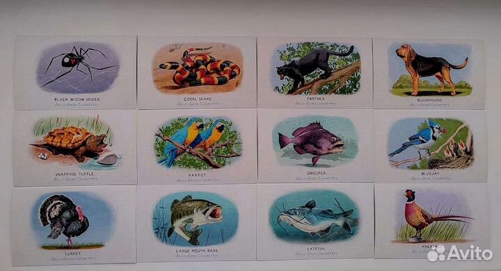 Сигаретные карточки #8 