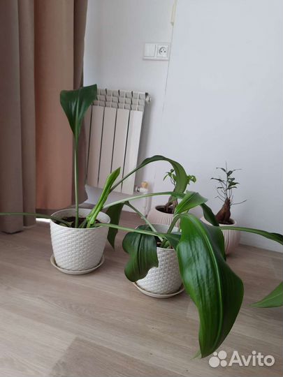 Эухарис амазонская лилия