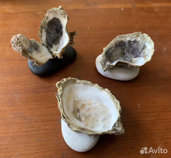 Раковины рапанов и устриц на камне