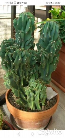 Кактус цереус