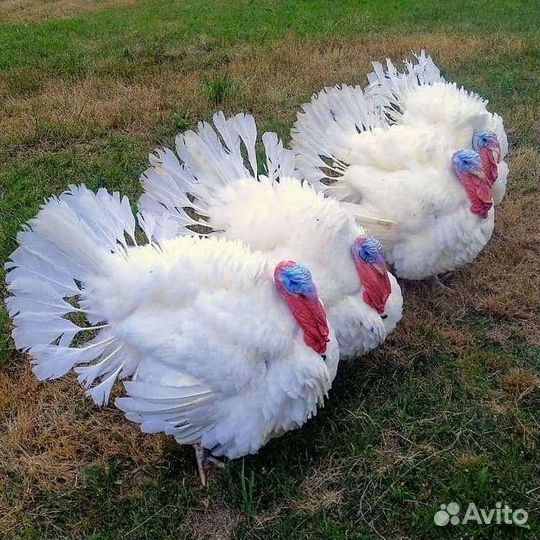 Индюки Биг 6