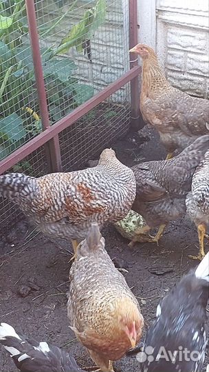 Молодые петухи