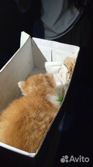 Рыжий котенок в добрые руки