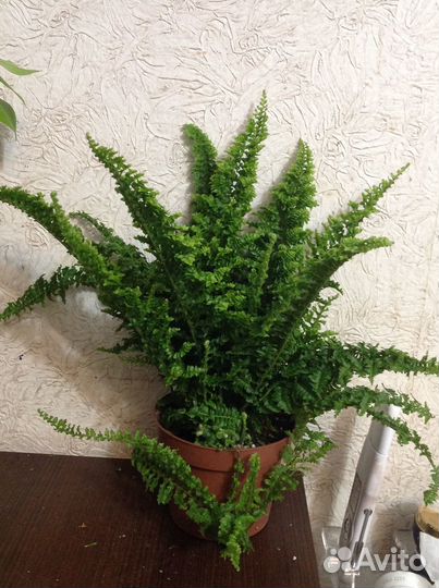 Папоротник с фото и др, есть кучерявые большие