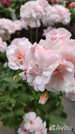 Пеларгония герань Ю-Кэлушарий