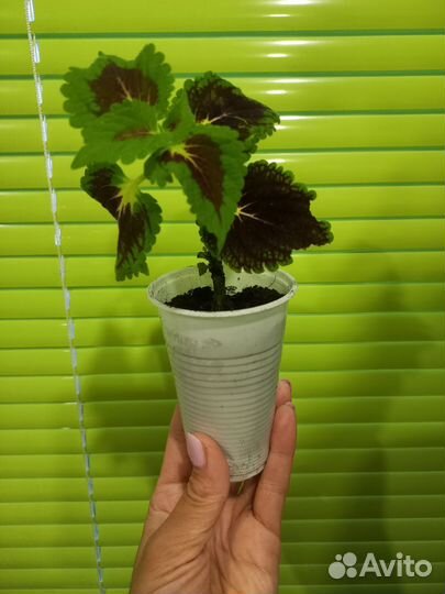 Колеус (крапивка)