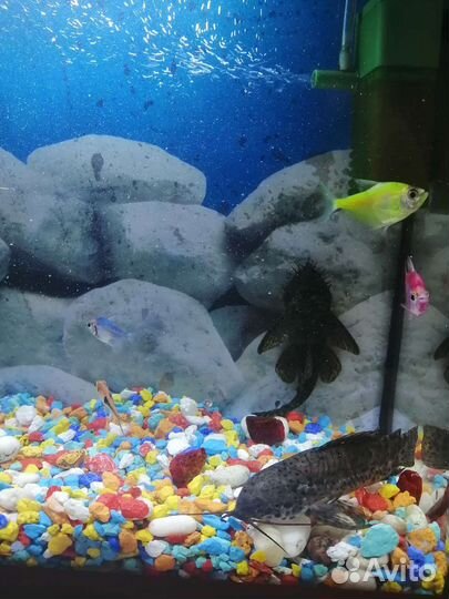 Аквариум