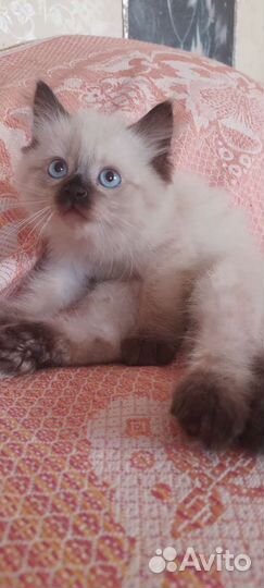 Невская маскарадная