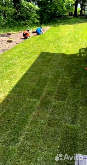 Рулонный газон