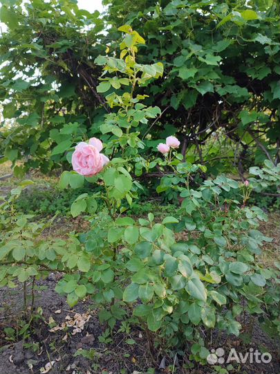 Саженцы розы Синдерелла