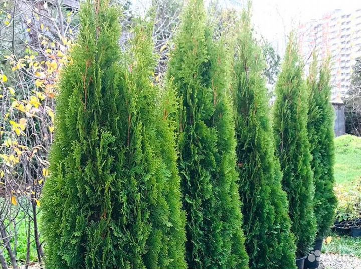 Туи Брабант Смарагд с посадкой на участке