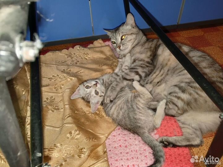 Кошка в дар бесплатно