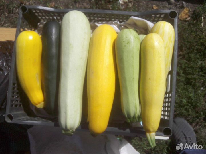 Картофель домашний