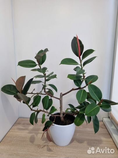 Фикус каучуконосный