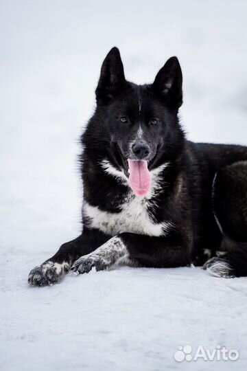 Лайка Ночка, в добрые руки