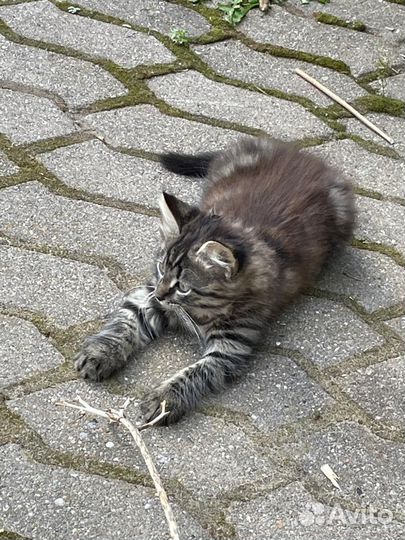Котята ищут дом