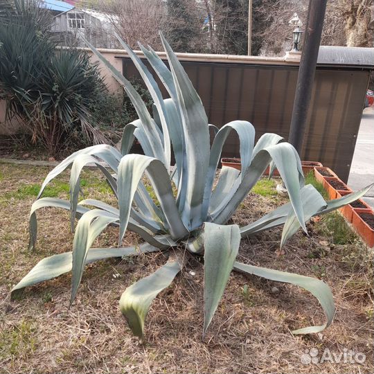 Агава зеленая