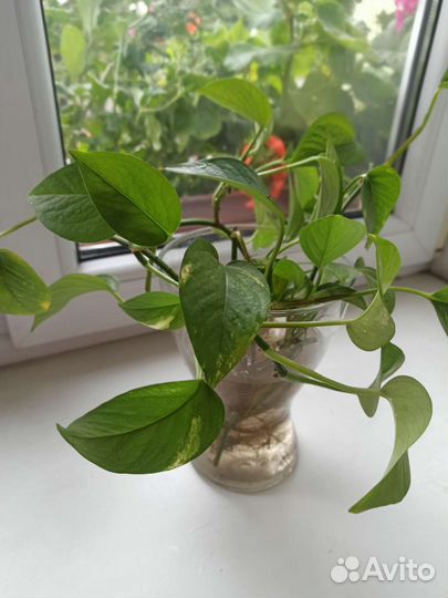 Сциндапсус