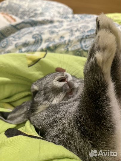 Кролик с клеткой