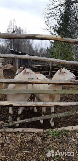 Катумские овцы и ягнята