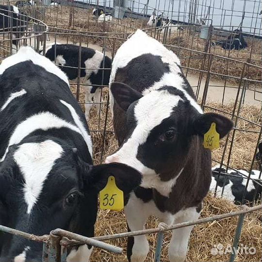 Бычки и телята