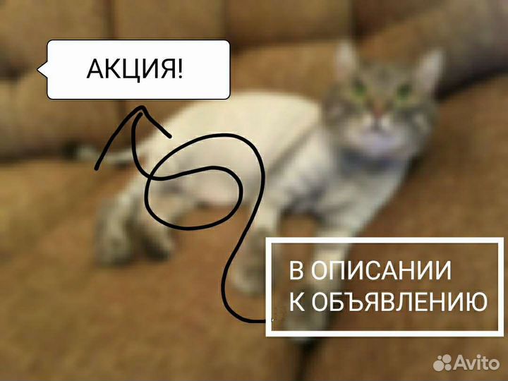 Стрижка кошек с выездом на дом Челябинск/Коркино