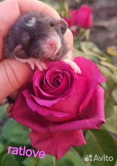 Крысята малыши кудряши