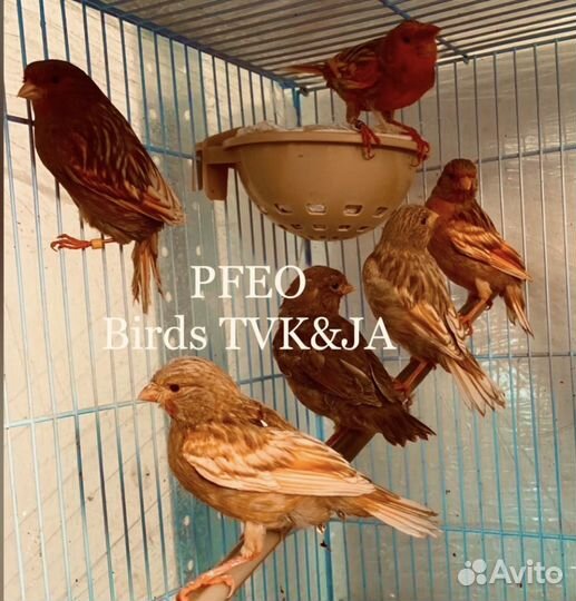 Кенара и канарейки