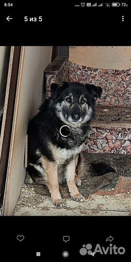 Собака в дар