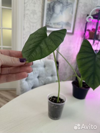 Алоказия лукиван, крупномер