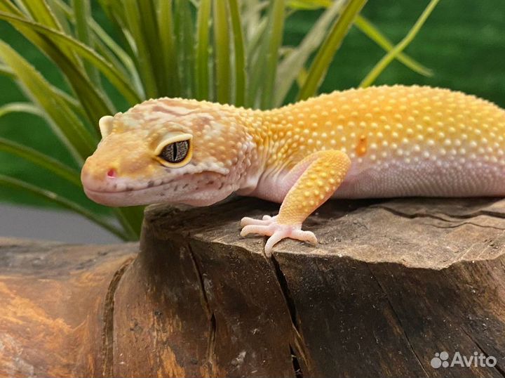 Эублефар с комплектом