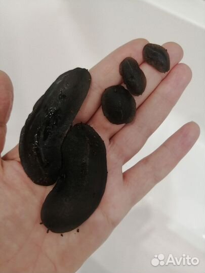 Улитки Архахатины Овум, Слизни Мадагаскарские