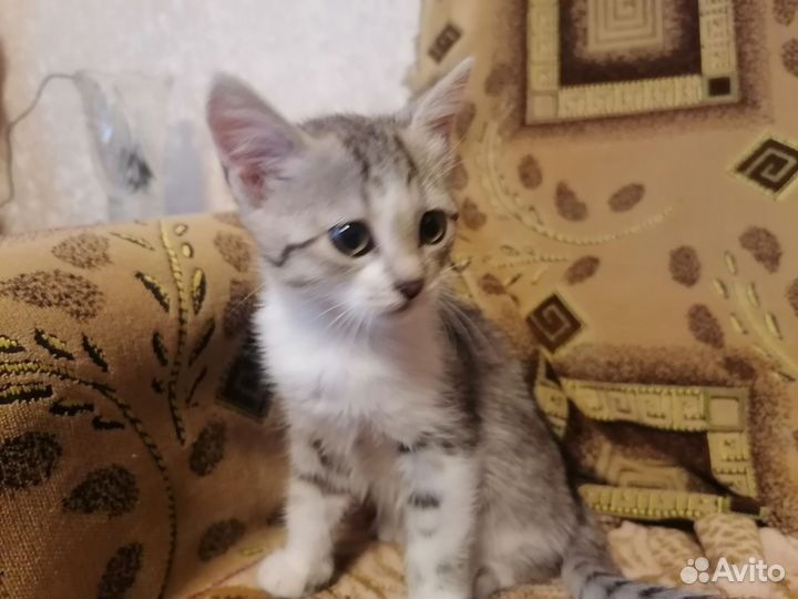 Котятя кошечки в добрые руки