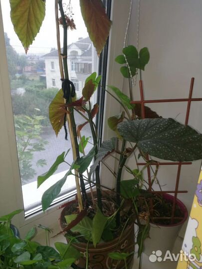 Комнатные цветы