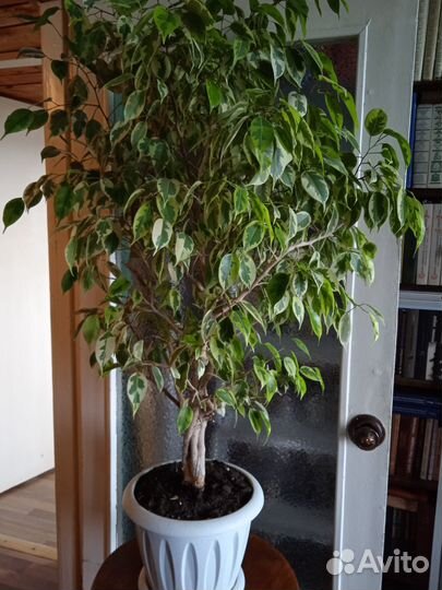 Фикус Бенджамина пестролистный