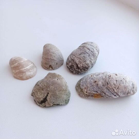 Окаменелости