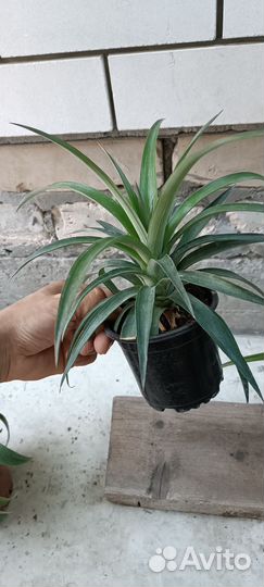 Лимонное дерево