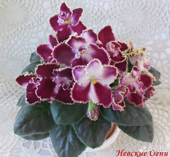 Фиалки сортовые листики с детками