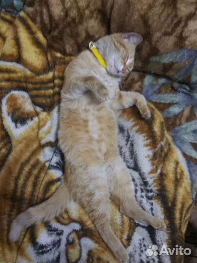 Молодой кастрированый котик