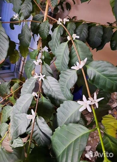 Кофе арабика растение