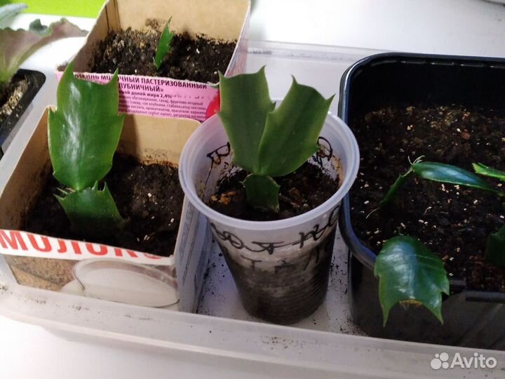 Декабрист шлюмбергера