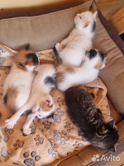 Ласковые котята в добрые руки