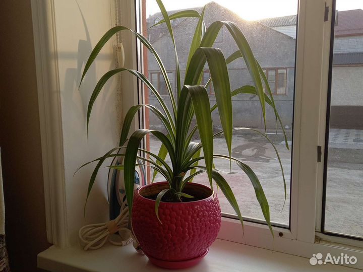 Комнатные цветы