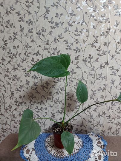 Комнатные растения цветы