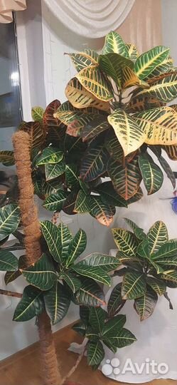 Кодиеум кротон