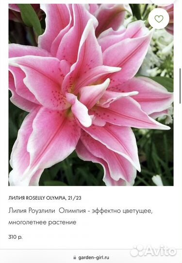 Розовидные Восточные Лилии, серии roselily