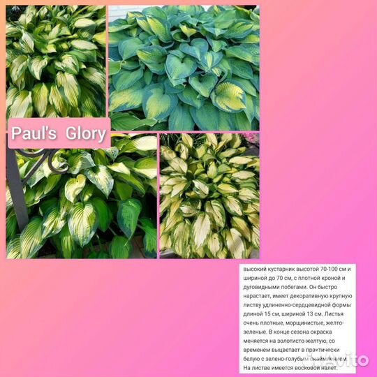 Хоста Paul's Glory на лето