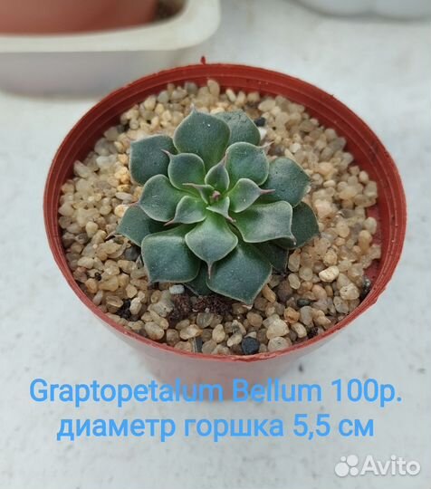 Суккуленты разные