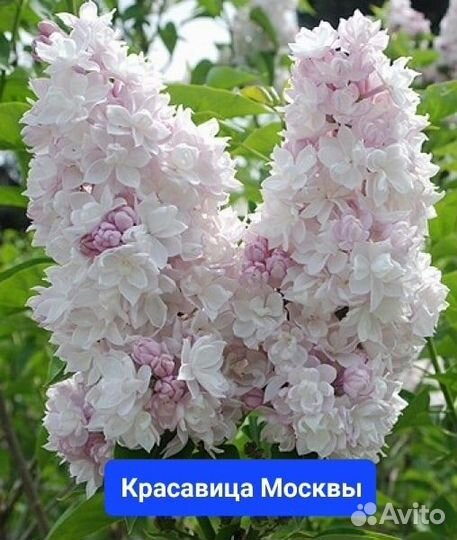 Сирень