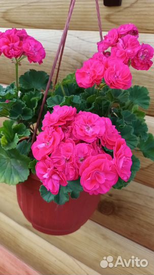 Герань пеларгония